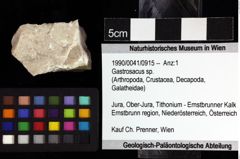 Foto (Objket + Etiketten) von Gastrosacus sp. 